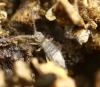Entomobrya sp.